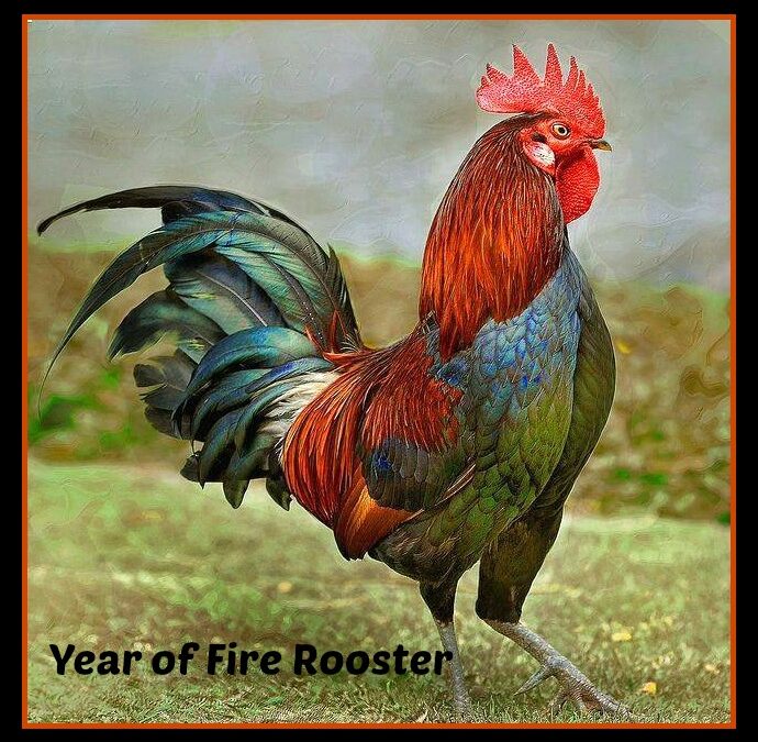 Fire Rooster – 2017